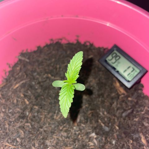 Tinas Pflanze growlog photo: gegossen
abends ins rotlicht