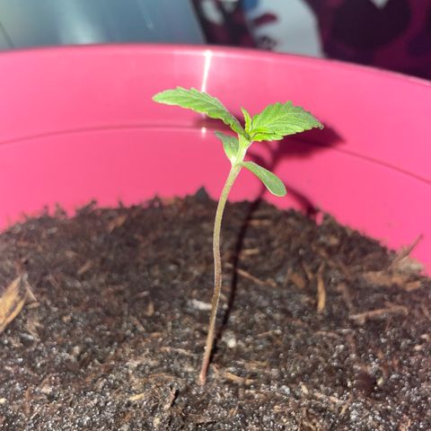 Tinas Pflanze growlog photo: gegossen
abends ins rotlicht