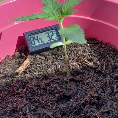 Tinas Pflanze growlog timeline photo