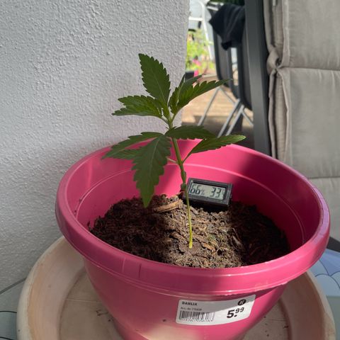 Tinas Pflanze growlog timeline photo