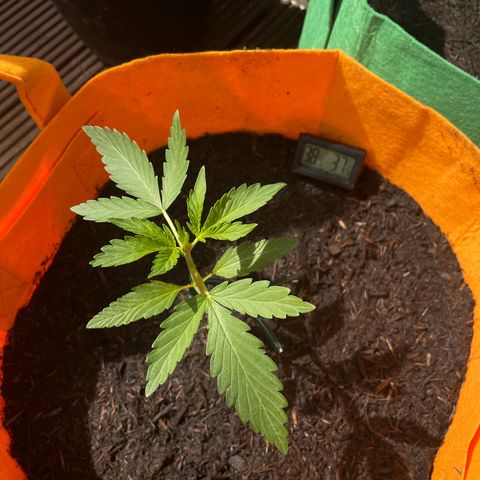 Tinas Pflanze growlog timeline photo
