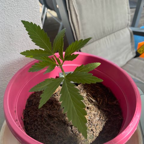 Tinas Pflanze growlog timeline photo