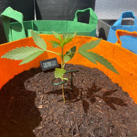 Tinas Pflanze growlog timeline photo
