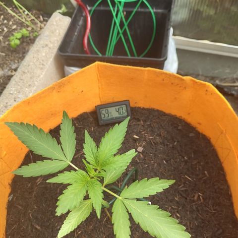 Tinas Pflanze growlog timeline photo
