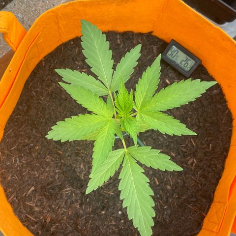 Tinas Pflanze growlog timeline photo