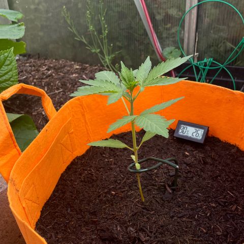 Tinas Pflanze growlog timeline photo