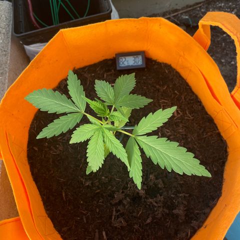 Tinas Pflanze growlog timeline photo