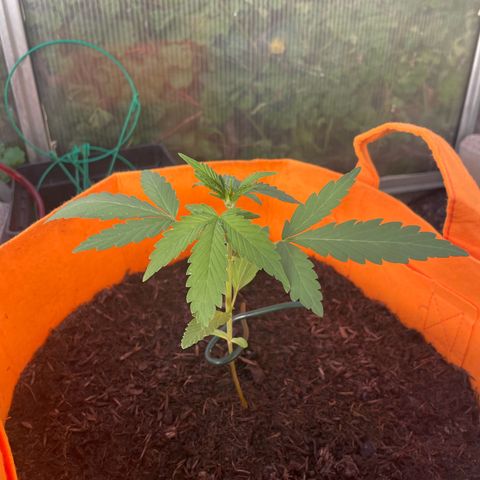Tinas Pflanze growlog timeline photo