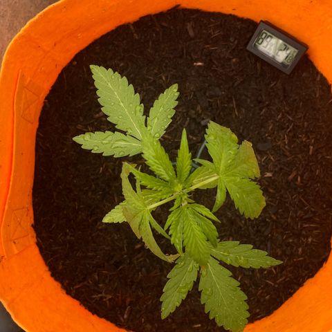 Tinas Pflanze growlog timeline photo
