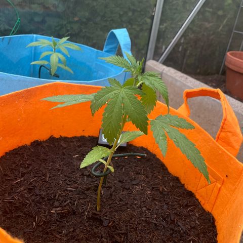 Tinas Pflanze growlog timeline photo
