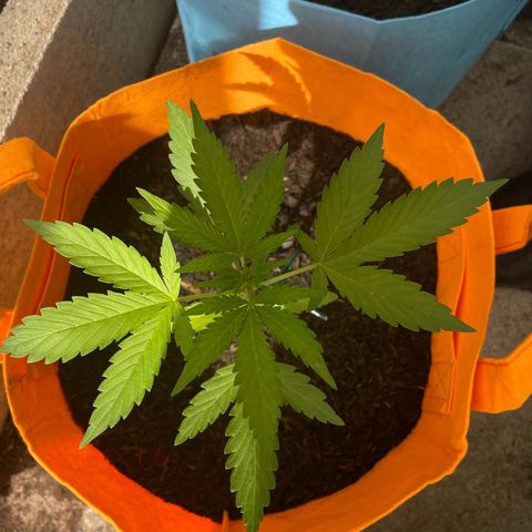 Tinas Pflanze growlog timeline photo