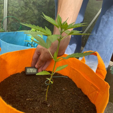 Tinas Pflanze growlog timeline photo