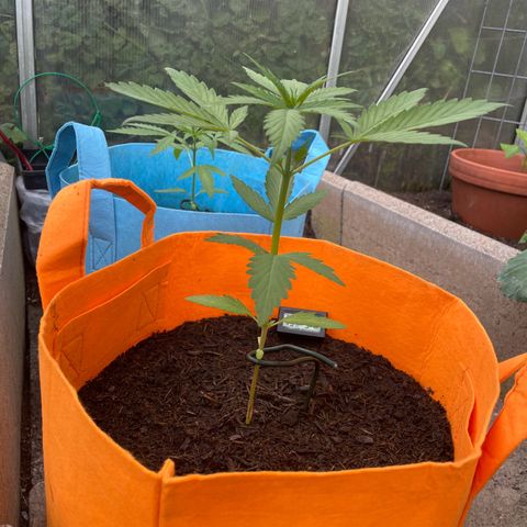 Tinas Pflanze growlog timeline photo