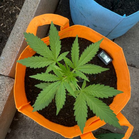 Tinas Pflanze growlog timeline photo