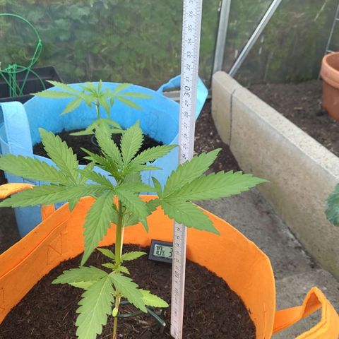 Tinas Pflanze growlog timeline photo