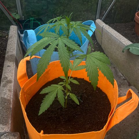 Tinas Pflanze growlog timeline photo
