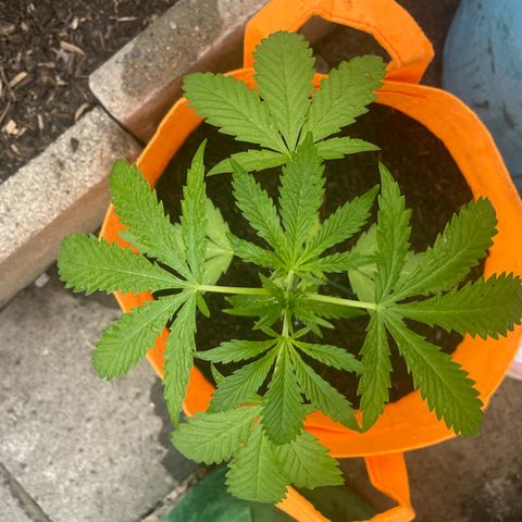 Tinas Pflanze growlog timeline photo