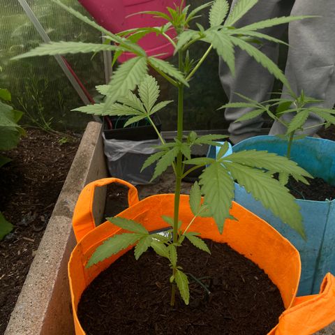 Tinas Pflanze growlog timeline photo