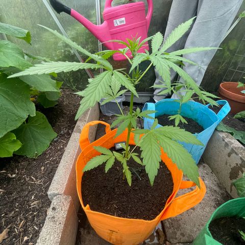 Tinas Pflanze growlog timeline photo