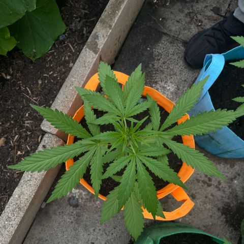 Tinas Pflanze growlog timeline photo