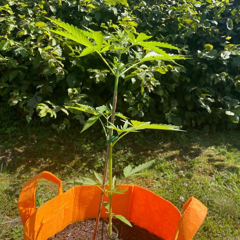 Tinas Pflanze growlog timeline photo