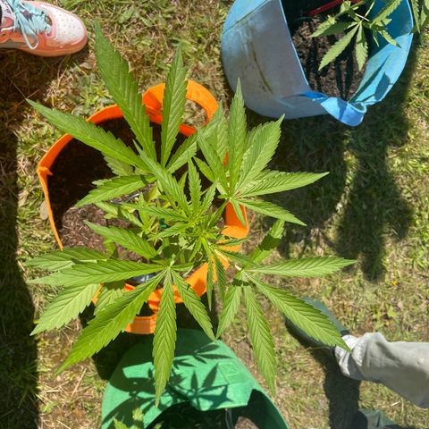 Tinas Pflanze growlog timeline photo