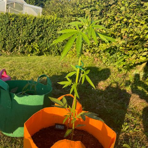 Tinas Pflanze growlog timeline photo