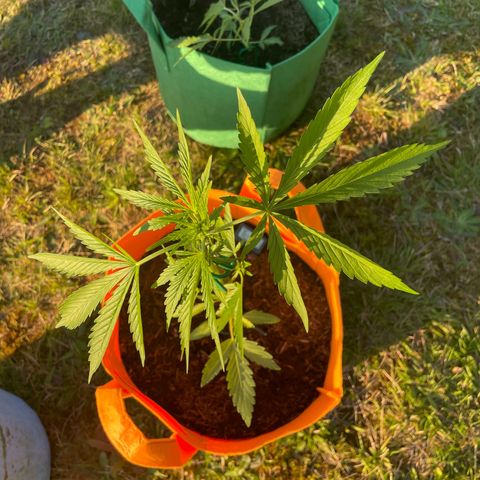 Tinas Pflanze growlog timeline photo