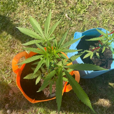 Tinas Pflanze growlog timeline photo