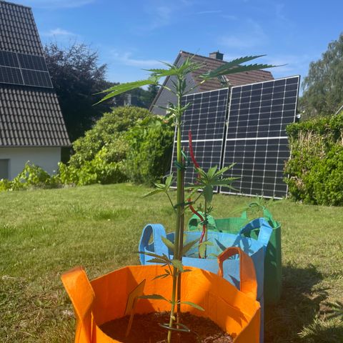 Tinas Pflanze growlog timeline photo