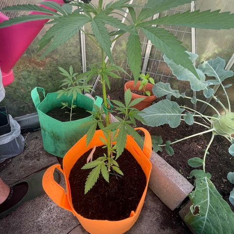 Tinas Pflanze growlog timeline photo