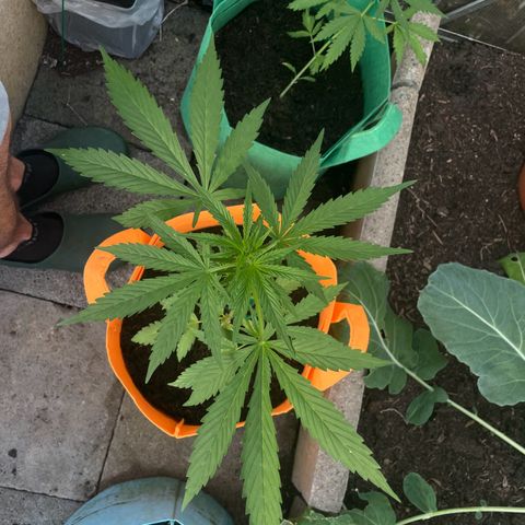 Tinas Pflanze growlog timeline photo