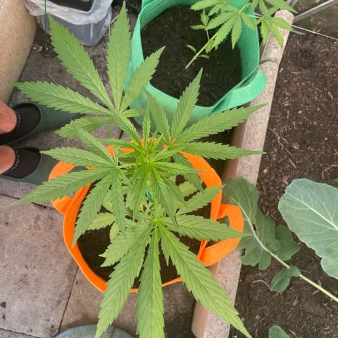 Tinas Pflanze growlog timeline photo