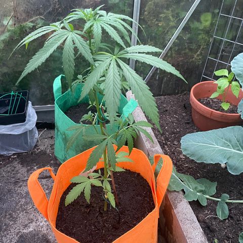 Tinas Pflanze growlog timeline photo