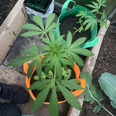 Tinas Pflanze growlog timeline photo