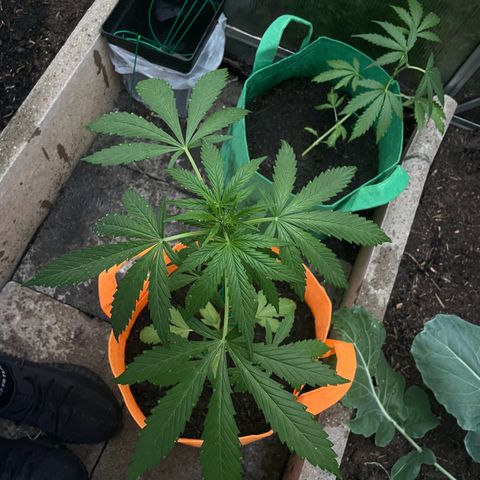 Tinas Pflanze growlog timeline photo