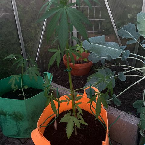 Tinas Pflanze growlog timeline photo