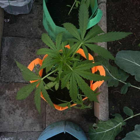 Tinas Pflanze growlog timeline photo
