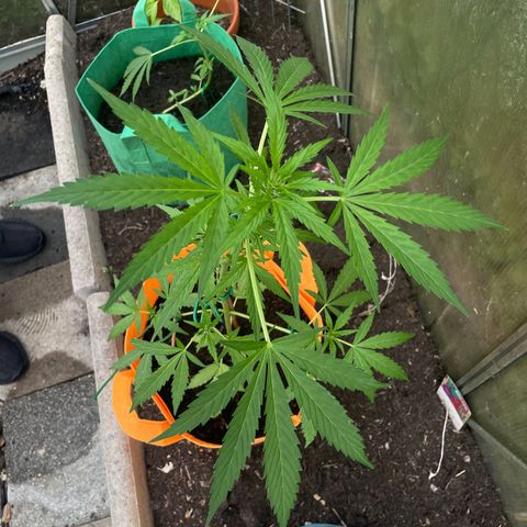 Tinas Pflanze growlog timeline photo