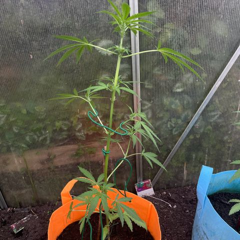 Tinas Pflanze growlog timeline photo
