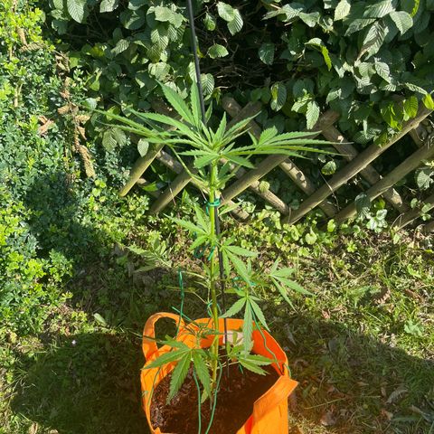 Tinas Pflanze growlog timeline photo