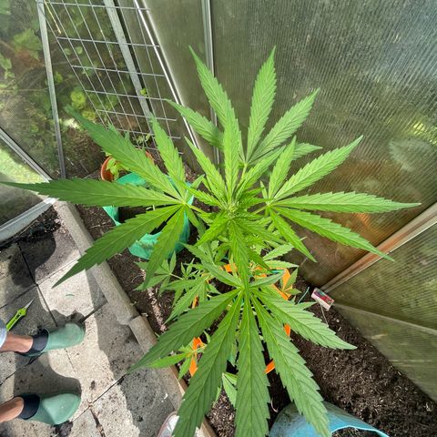 Tinas Pflanze growlog timeline photo