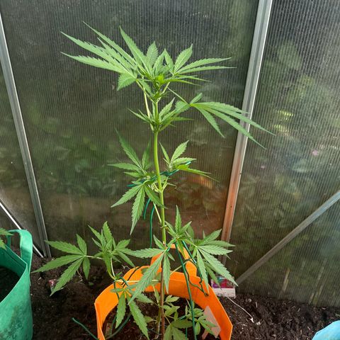 Tinas Pflanze growlog timeline photo