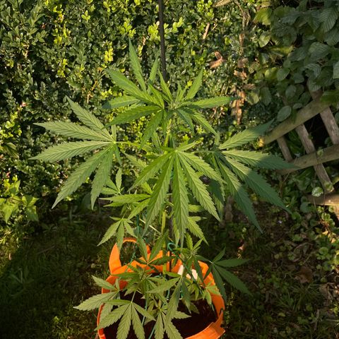 Tinas Pflanze growlog timeline photo