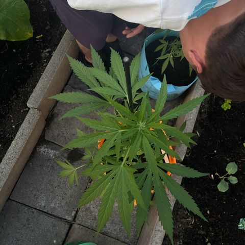 Tinas Pflanze growlog timeline photo