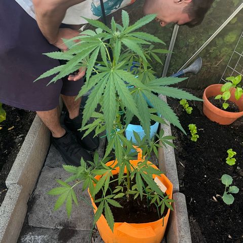 Tinas Pflanze growlog timeline photo