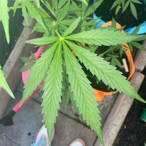 Tinas Pflanze growlog timeline photo