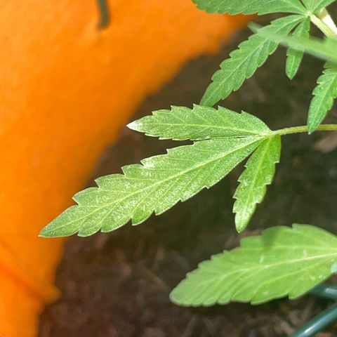 Tinas Pflanze growlog timeline photo