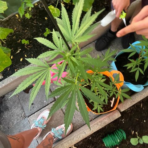 Tinas Pflanze growlog timeline photo