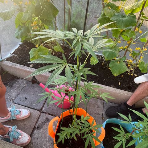 Tinas Pflanze growlog timeline photo